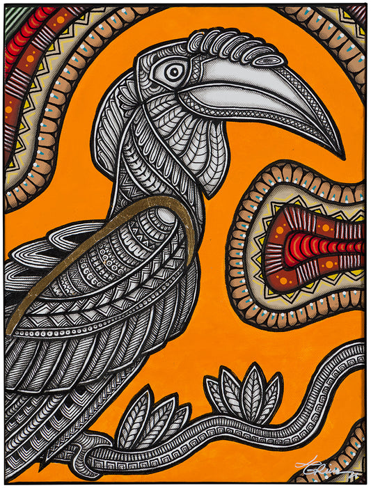 Papuan Hornbill Study - Kokomo